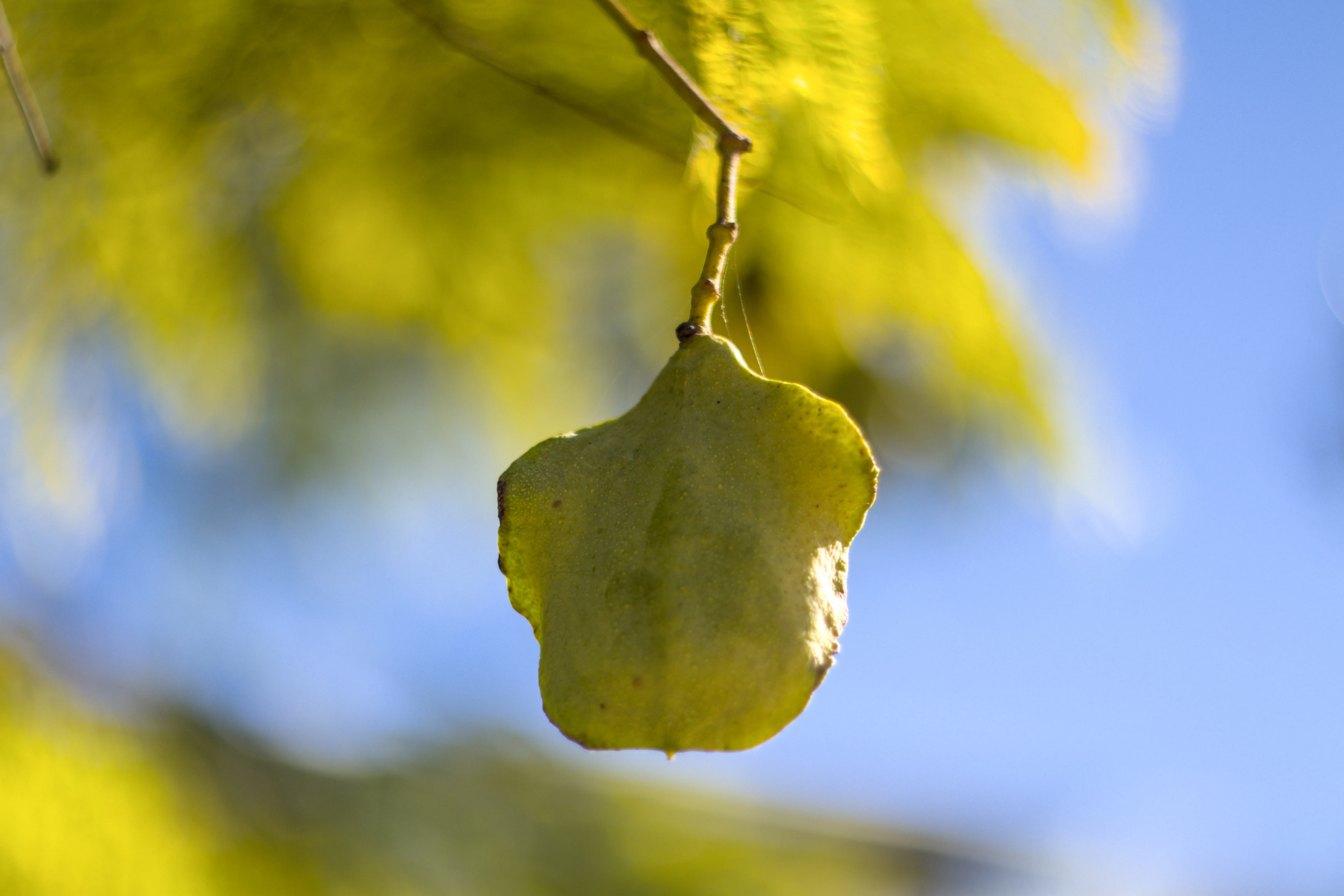 Zenith Helios-77M-4 1,850 (VOMZ) - _I4A7187.webp